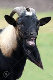 Image result for GOAT