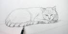 Dessin de chat raliste -