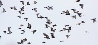 Image result for pigeons