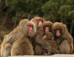 Image result for MONKEYS