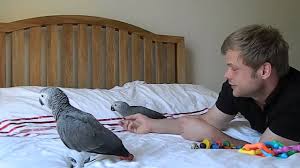 Image result for african grey parrot for sale