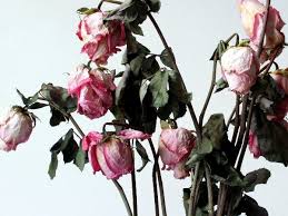 ¿Cómo pasar San Valentín si acabas de tronar?