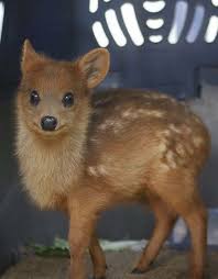 Résultat de recherche d'images pour "pudu"