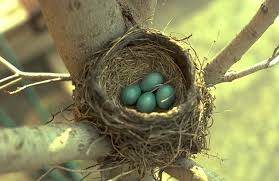 Resultado de imagen para build a nest images