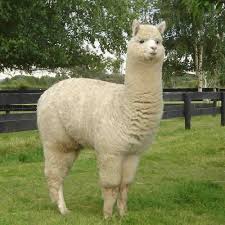 Image result for ​Alpaca: