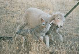 Image result for pastors! guard your sheep