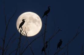 National Geographic - News update