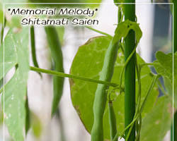 シロキヌガサの画像