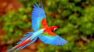 Image result for macaw parrot hd