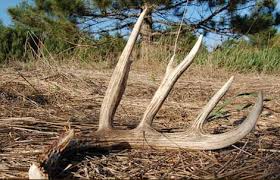 Image result for buck antlers