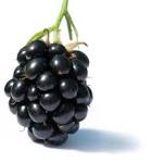 recupero-dati-BlackBerry-RIM