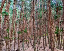 Image of Pine Forest Kodaikanal