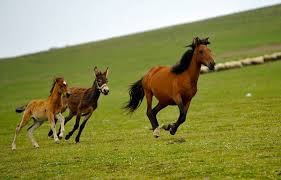 Image result for IRAN HORSES