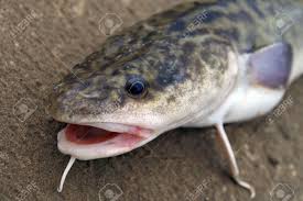 Image result for burbot fish