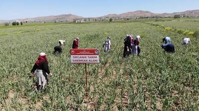 Aksaray'ın organik sarımsağı Rusya ve Almanya antibiyotiğinde