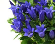 リンドウの画像