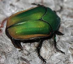 June Bug Children's Festival, Fort MacMurray