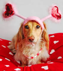 Image result for valentine's day dogs