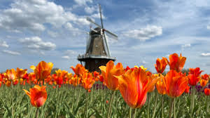 Holland's Tulip Time Festival: A Riot of Color in 2025