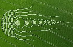 Weird crop circles?-China Youth International