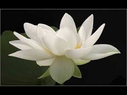 Image result for white tara and green tara and the 21 taras