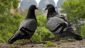 Image result for pigeons