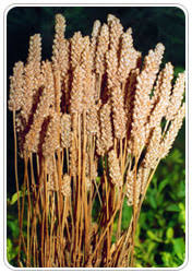 Image result for psyllium husk