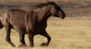 Image result for HORSE