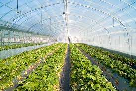 GREENHOUSE VEGETABLES ile ilgili görsel sonucu
