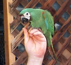 Image result for baby macaw parrot for sale