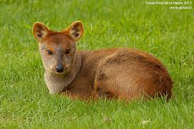 Résultat de recherche d'images pour "pudu"