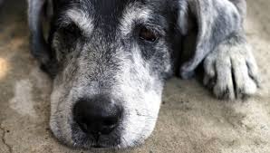Risultati immagini per Cani ANZIANI