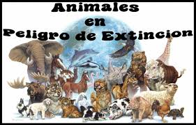 PROYECTO "ANIMALES EN PELIGRO DE EXTINCIÓN"