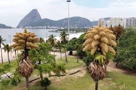Rare Bloom: Talipot Palms Flower for the First and Only Time in Rio de Janeiro