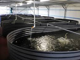 Image result for crayfish farming