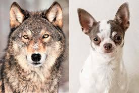 Wolf DNA Detectable in Two-Thirds of Dog Breeds