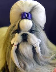 Résultat de recherche d'images pour "dog show"