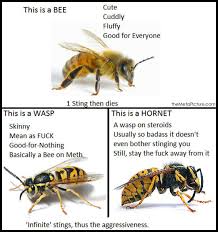 Best five noted quotes about wasp photograph German | WishesTrumpet via Relatably.com