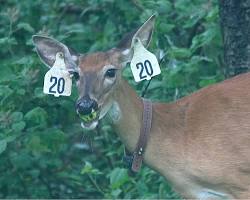 Image of deer with a tag