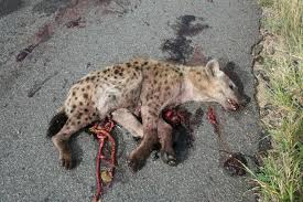 「human roadkill」の画像検索結果