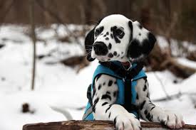 Resultado de imagen de dalmata cachorro