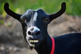Image result for GOAT