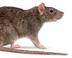 Imagem de Ratazana