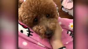 ABC7 New York - News update