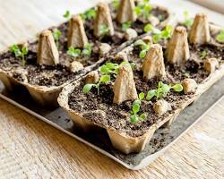 Image of DIY seed starting tray with egg cartons