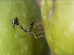 Resultado de imagem para fig wasps in florida