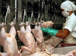 Resultado de imagen para fotos de muchos pollos sacrificados
