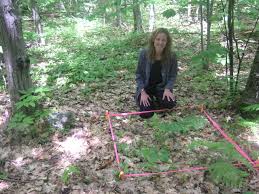 Image result for garlic mustard