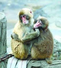 Japan’s Popular Punch the Monkey to Celebrate 1st Birthday