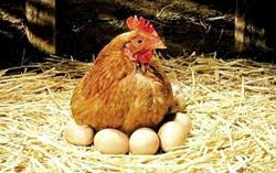 Mình phải làm thế nào.... - 4